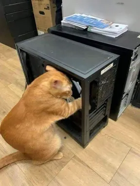 A cat fixing a computer